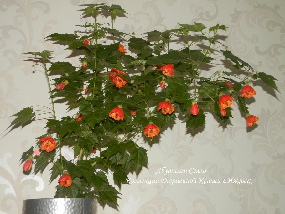 Абутилон белый с розовыми прожилками