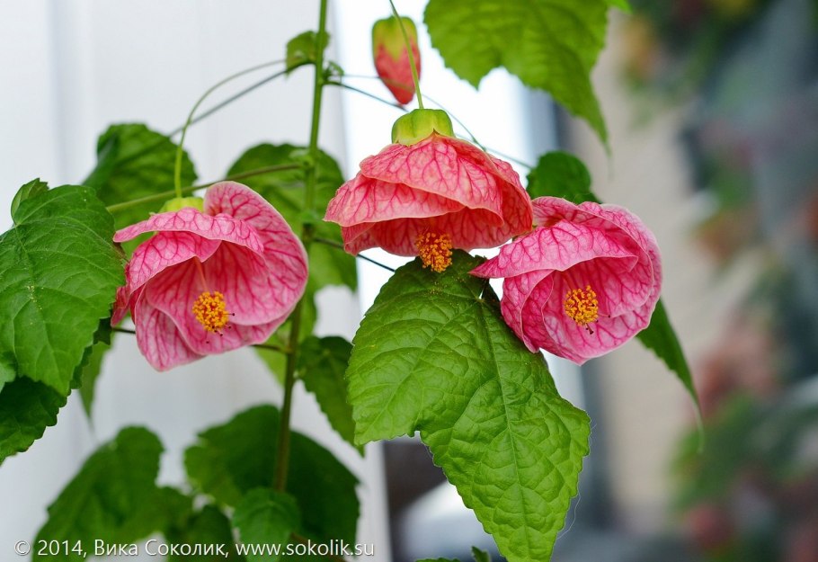 Абутилон гибридный Джульетта