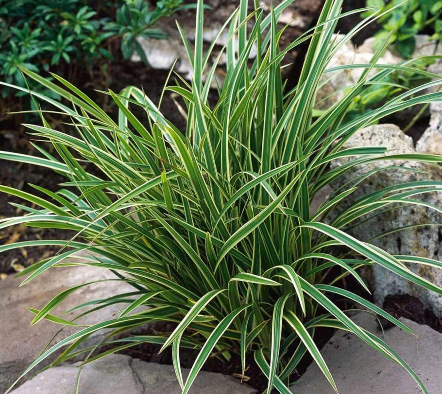 Осока Моррова (Carex morrowii)