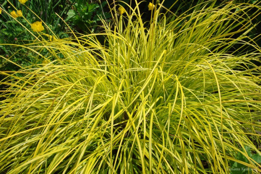 Овсяница сизая (Festuca glauca)