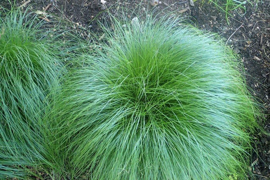 Осока обильнолистная (Carex foliosissima `Irish Green`)