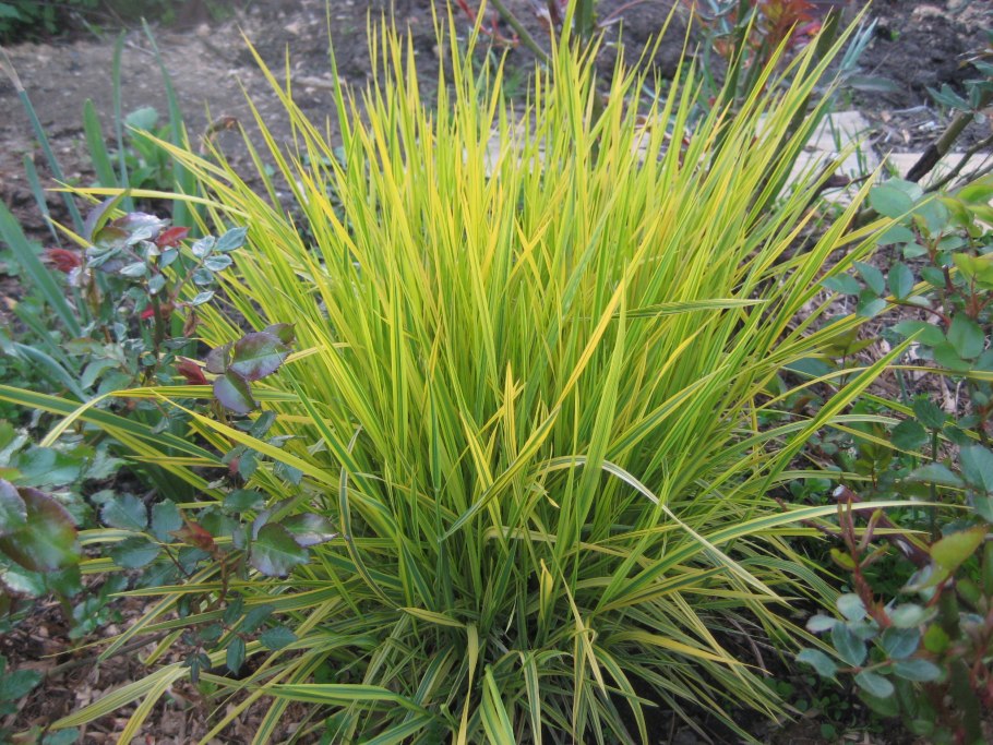 Осока Морроу (Carex morrowii )