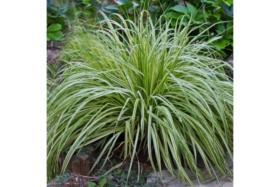 Мискантус Gracillimus