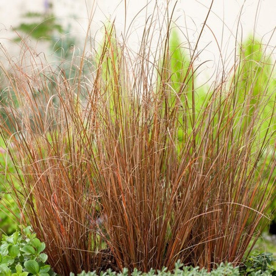 Осока Carex buchananii
