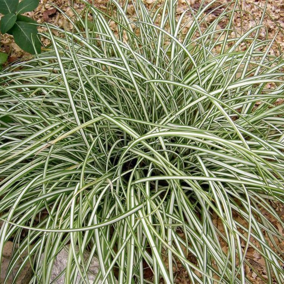 Осока elata Aurea