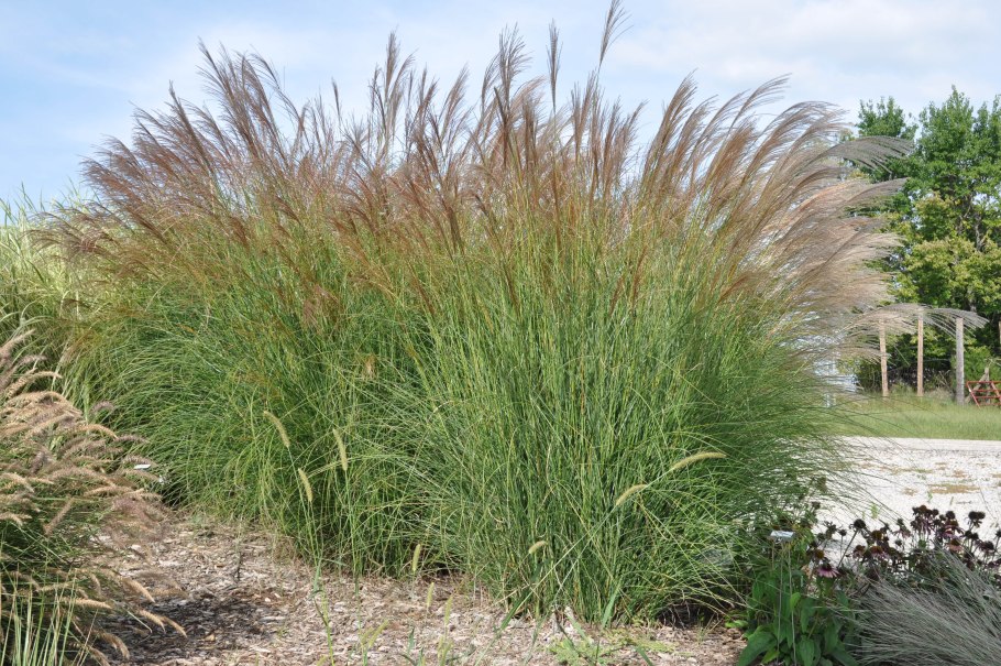 Осока Carex elata Aurea