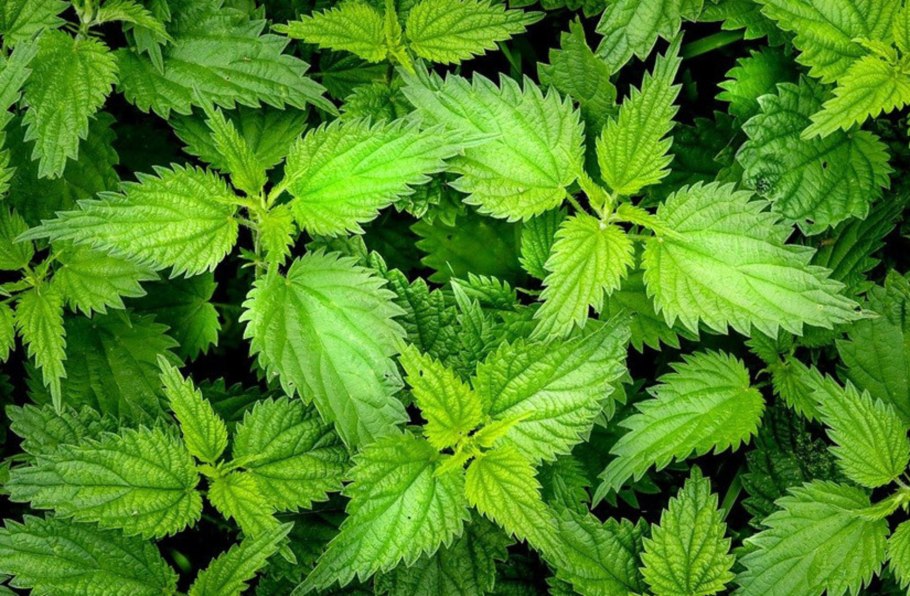 Крапива двудомная