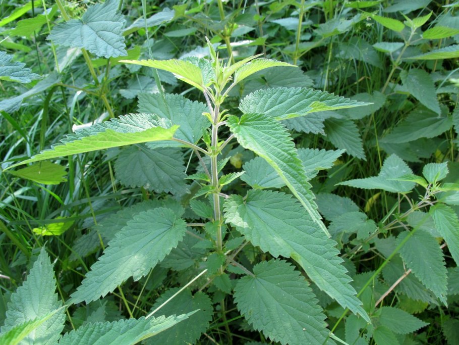 Крапива двудомная (Urtica dioica)