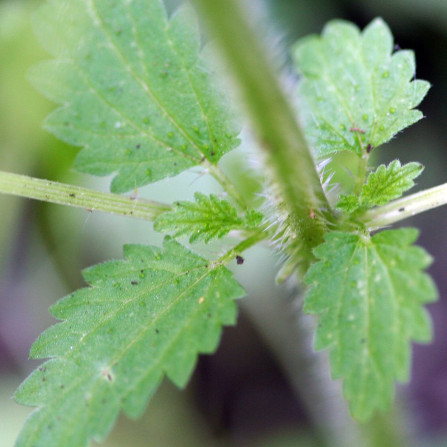 Ростки крапивы двудомной