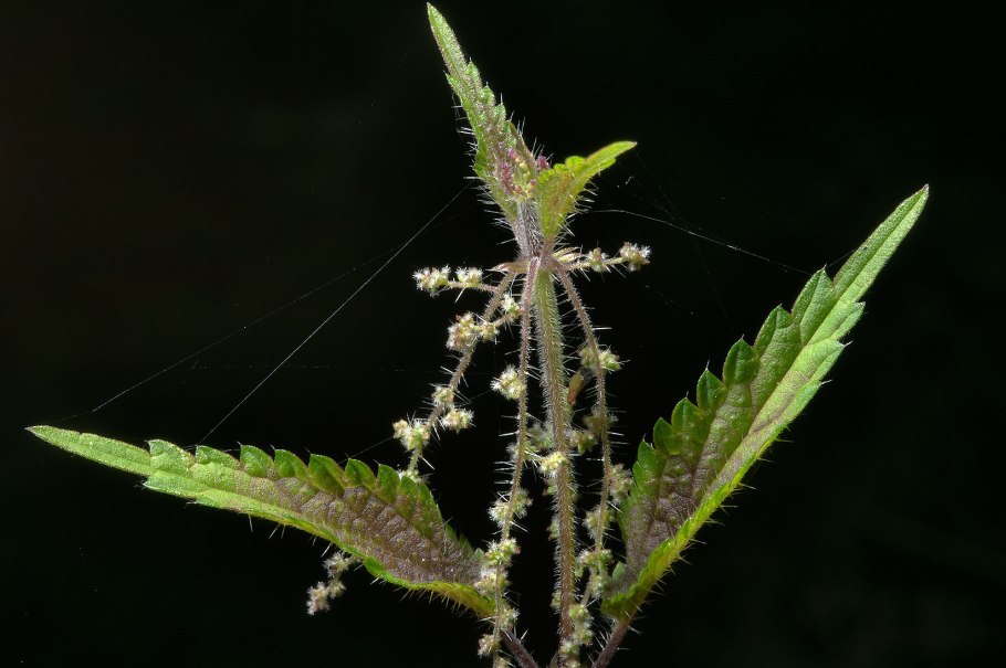 Прилистники крапивы