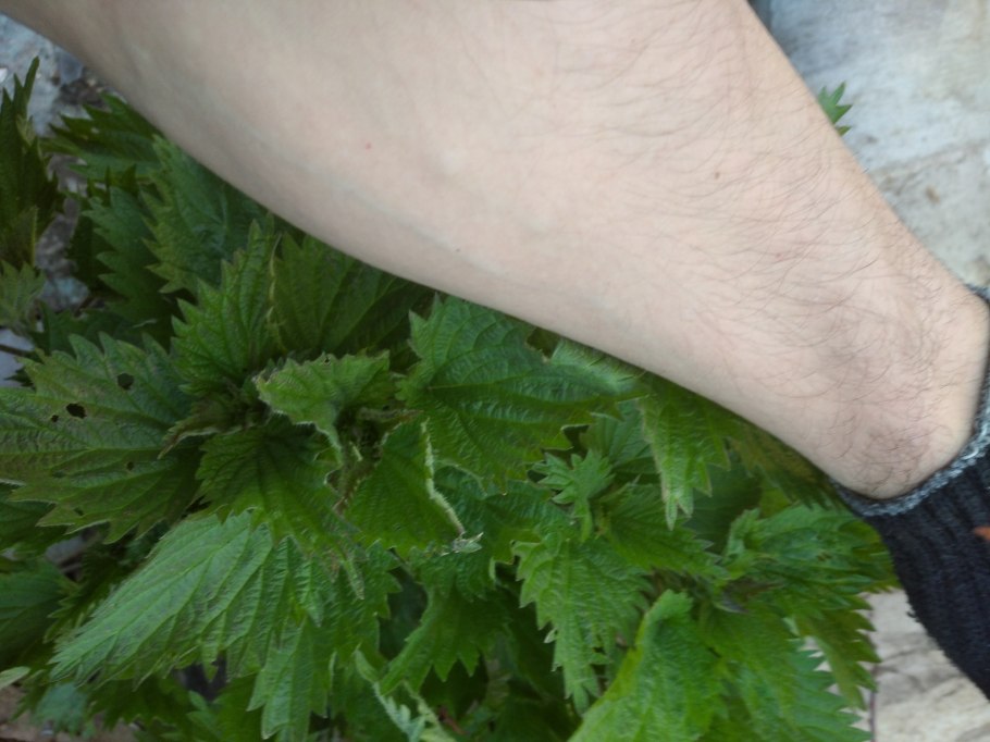 Одуванчики крапива водарасли=