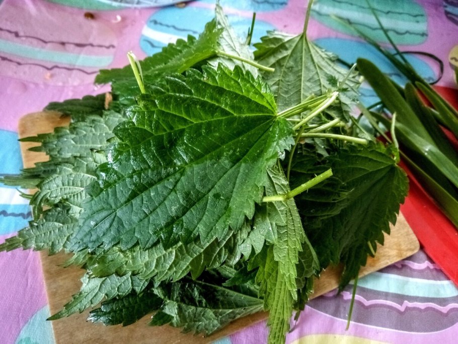 Крапива коноплевидная листья