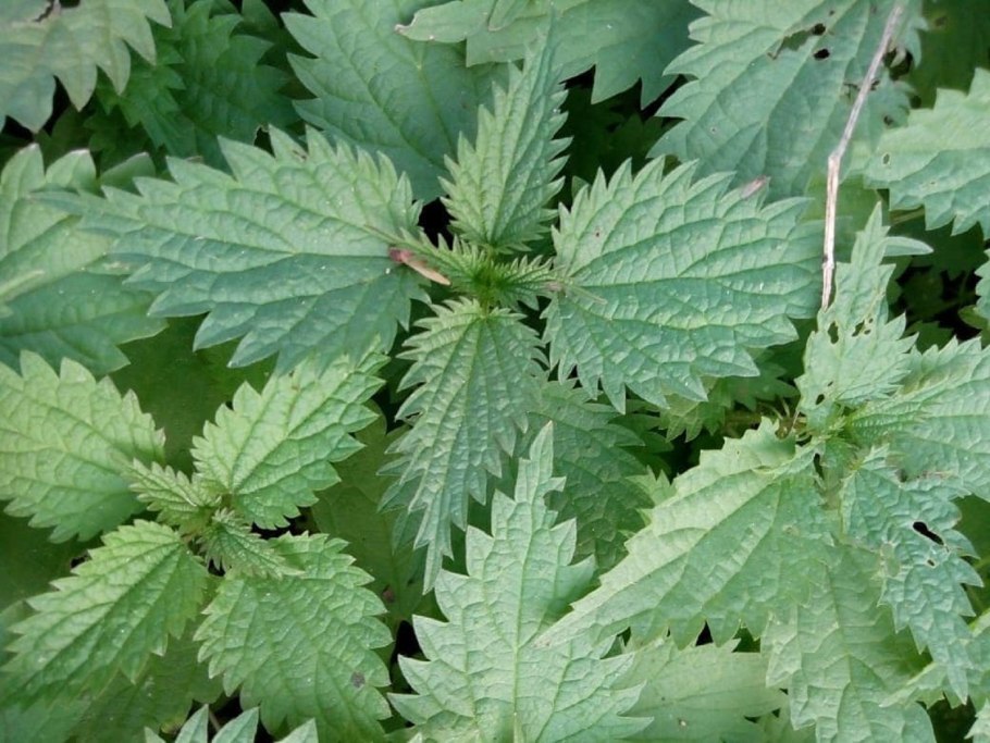 Крапива двудомная