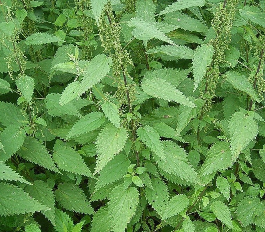 Крапива двудомная (Urtica dioica l.)
