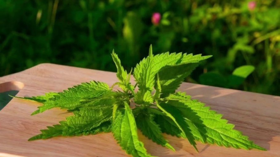 Крапива Онгаонга