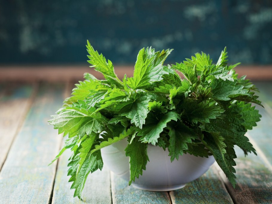 Крапива фото