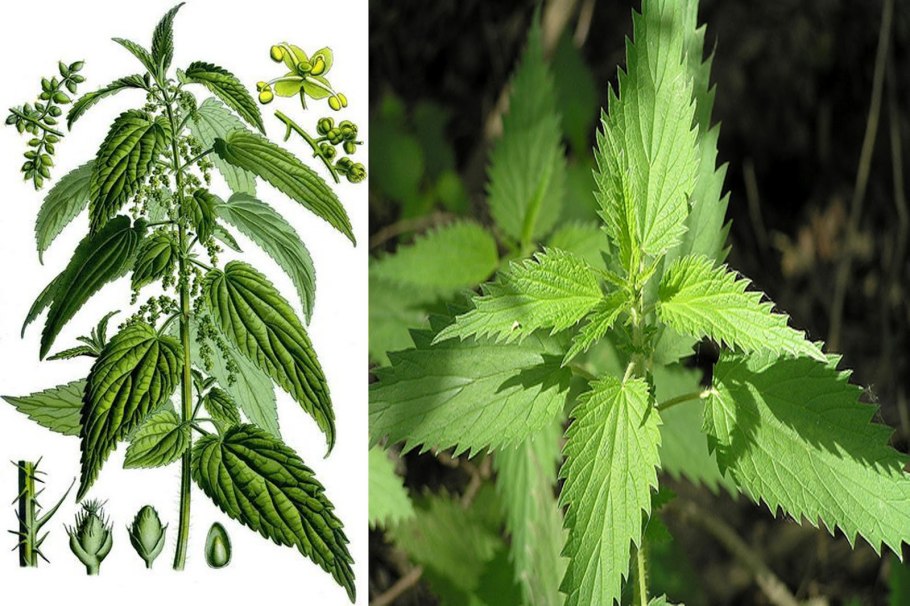 Крапива двудомная (Urtica dioica)