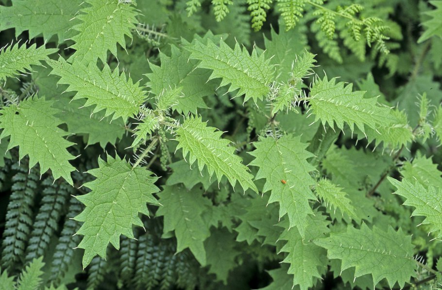 Крапива Онгаонга