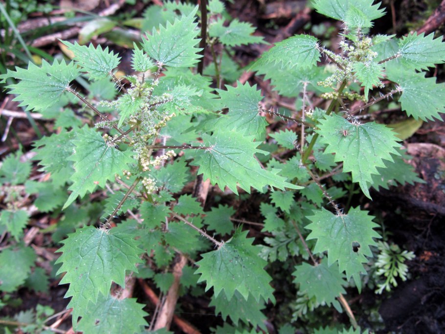 Крапива Онгаонга