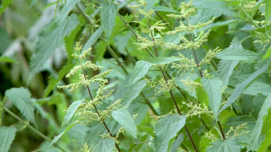 Крапива в народной медицине