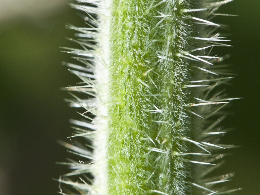 Трихомы крапивы
