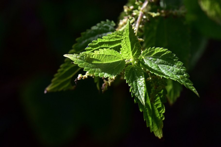 Крапива лист