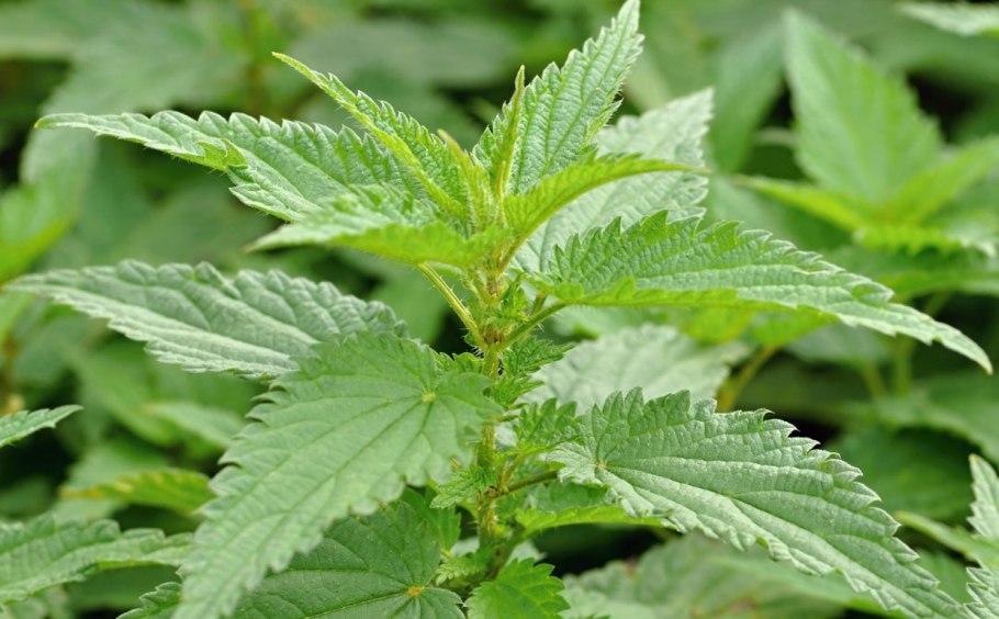 Крапива фитотерапия