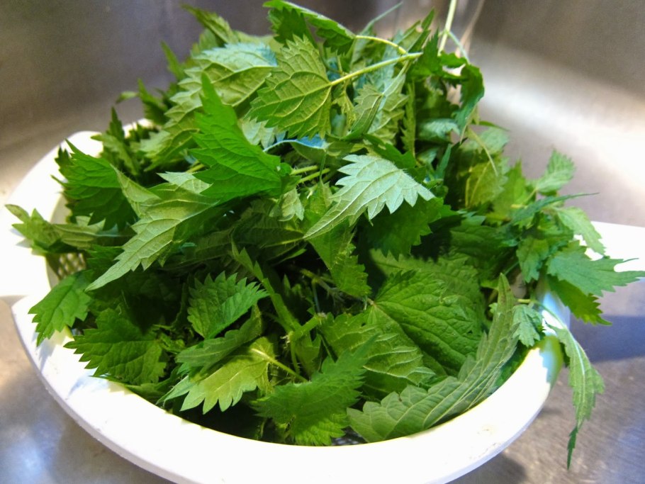 +Hemimycena +крапива