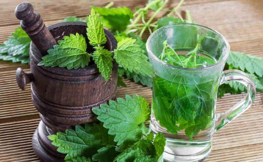 Крапива Киевская