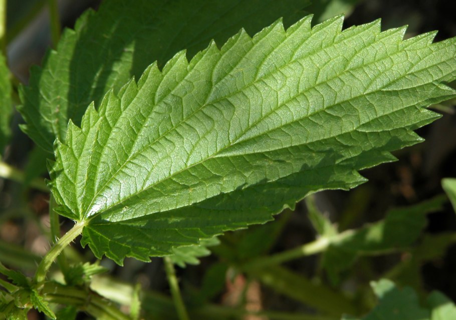 Крапива петрушка