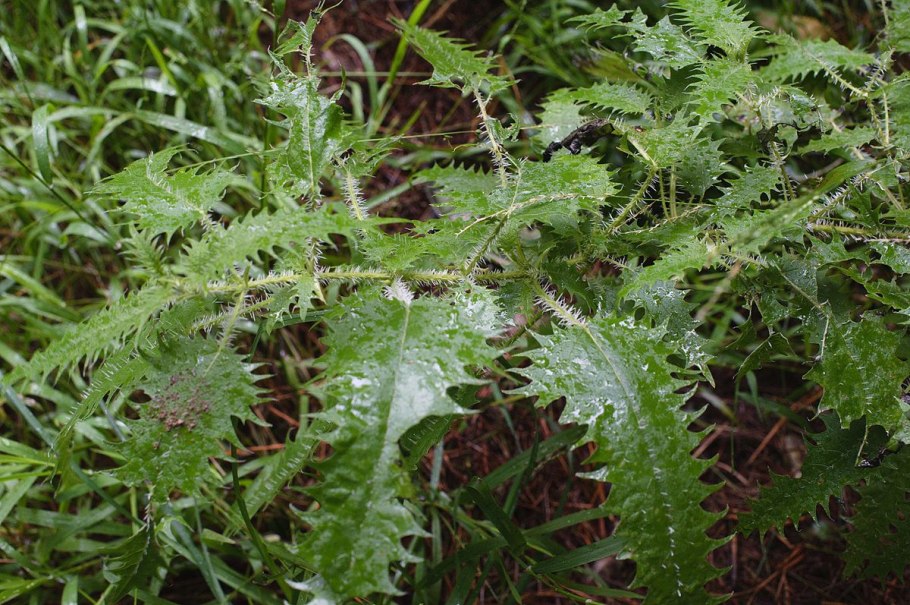 Крапива Тунберга