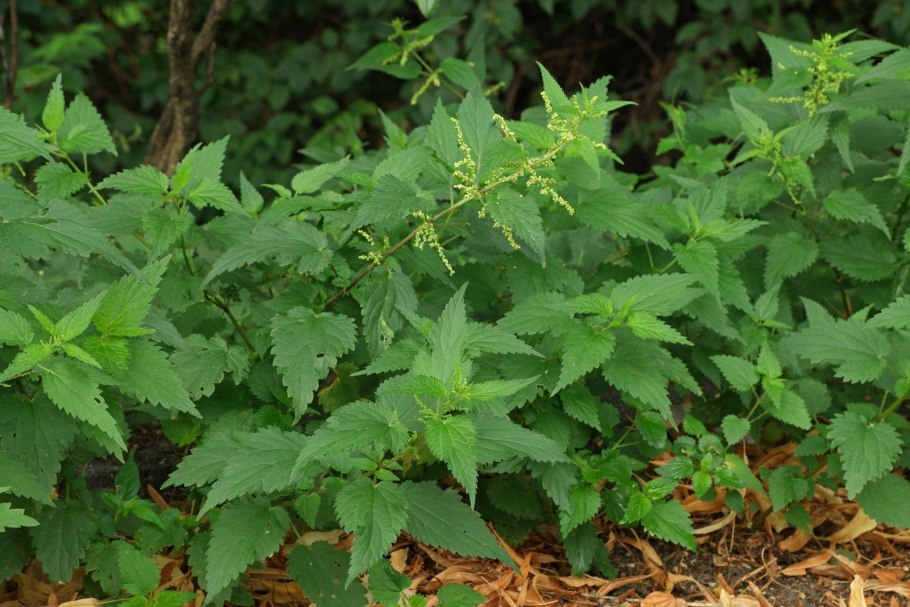 Леанчитая крапива