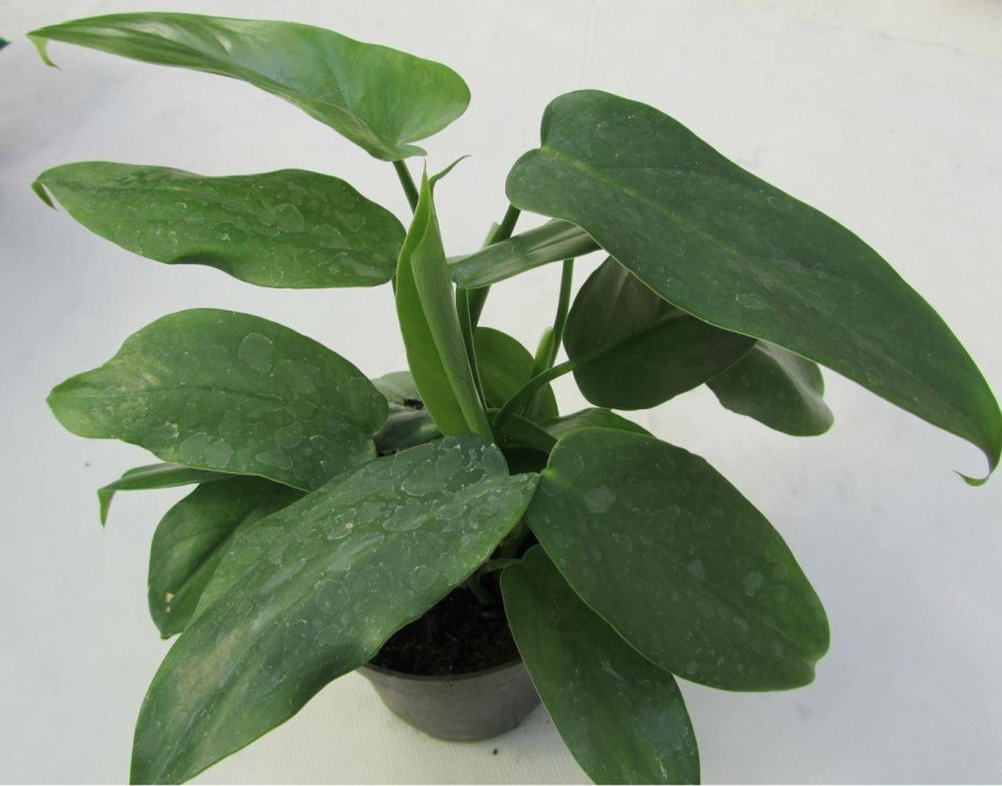 Филодендрон erubescens