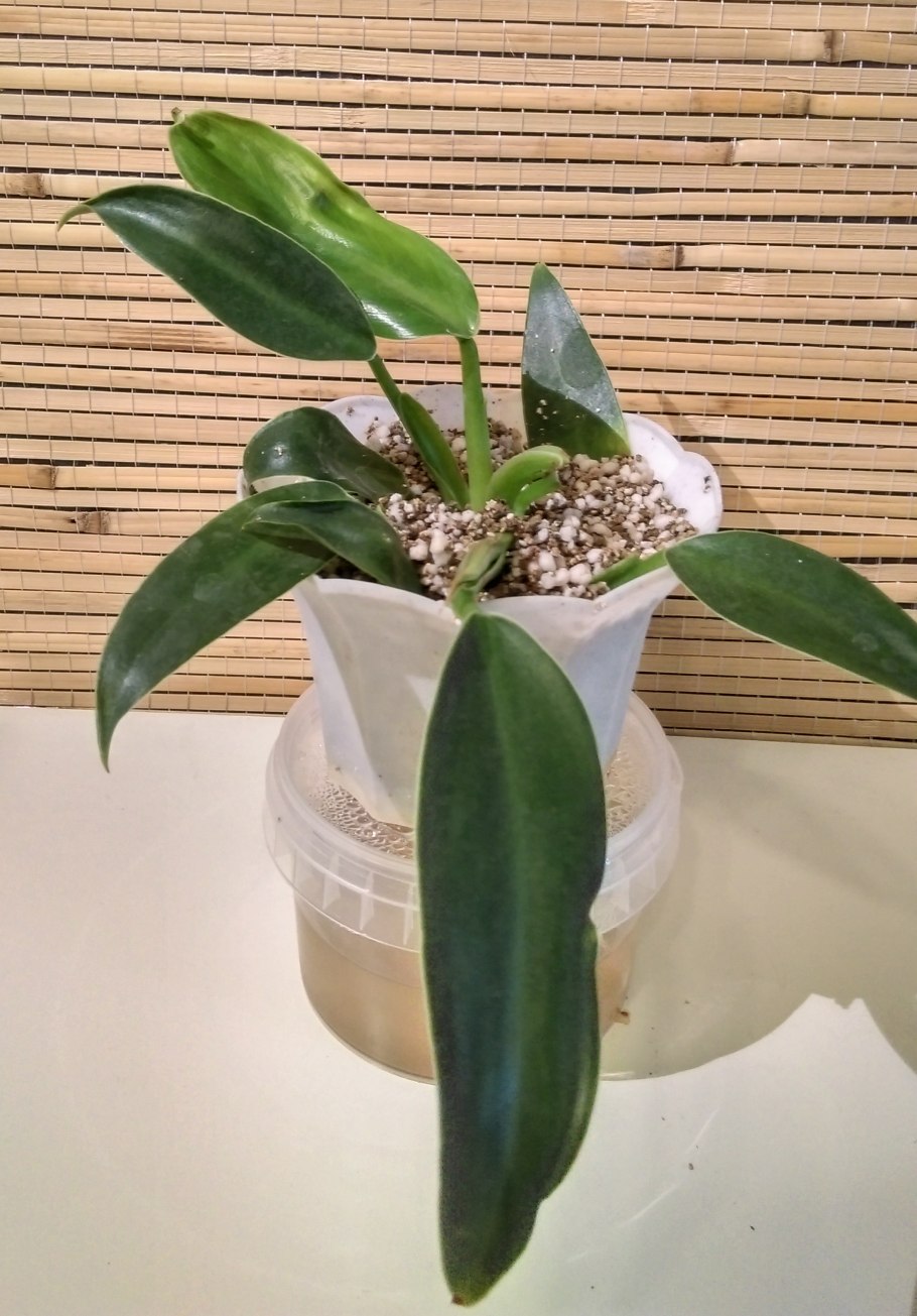 Филодендрон бородавчатый цветение