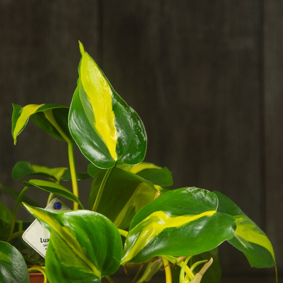Филодендрон лимон лайм