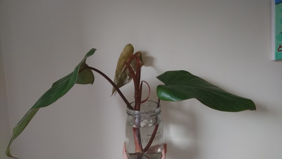 Филодендрон Кровавая Мэри