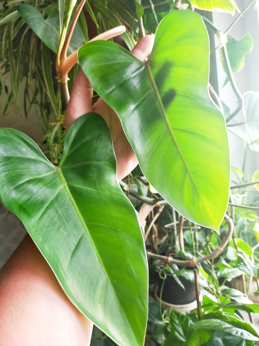Филодендрон Илземана