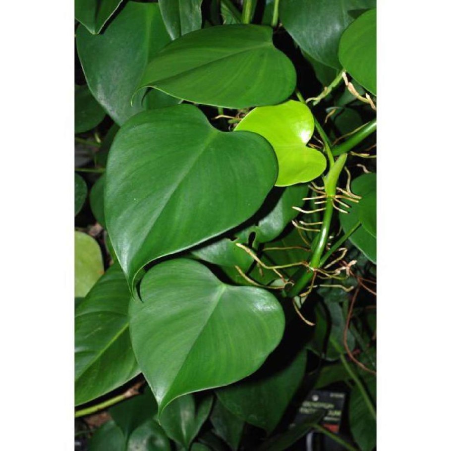 Филодендрон копьевидный