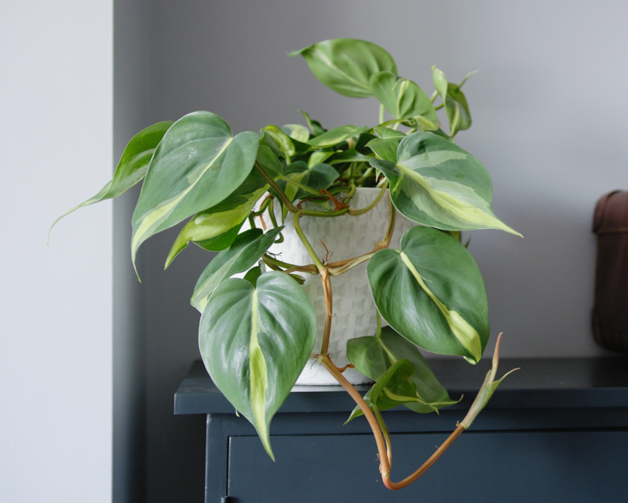 Филодендрон мачете