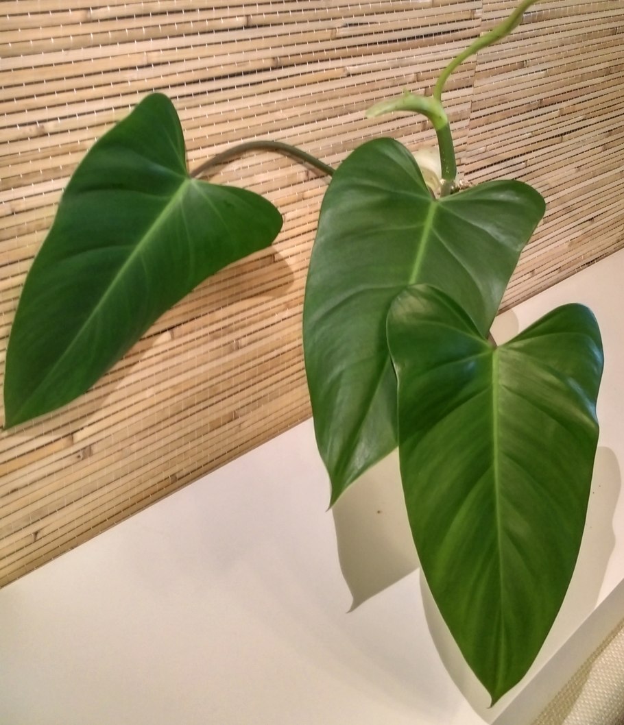 Филодендрон дваждыперистый