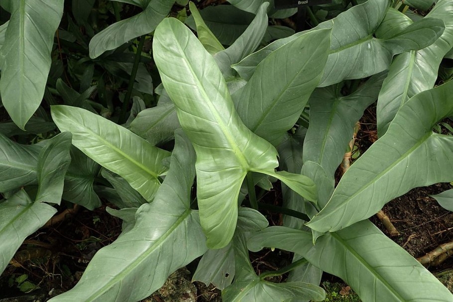 Филодендрон Блэк Голд