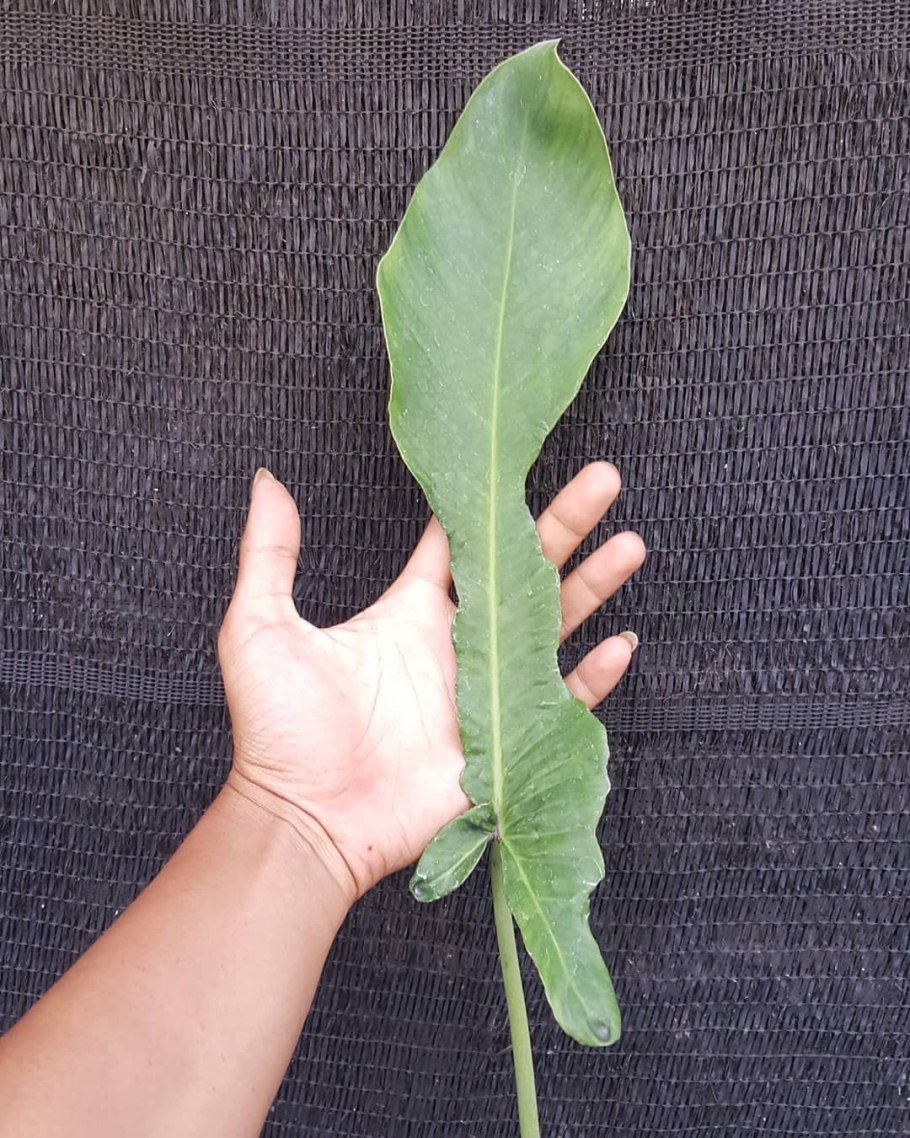 Филодендрон дваждыперистый