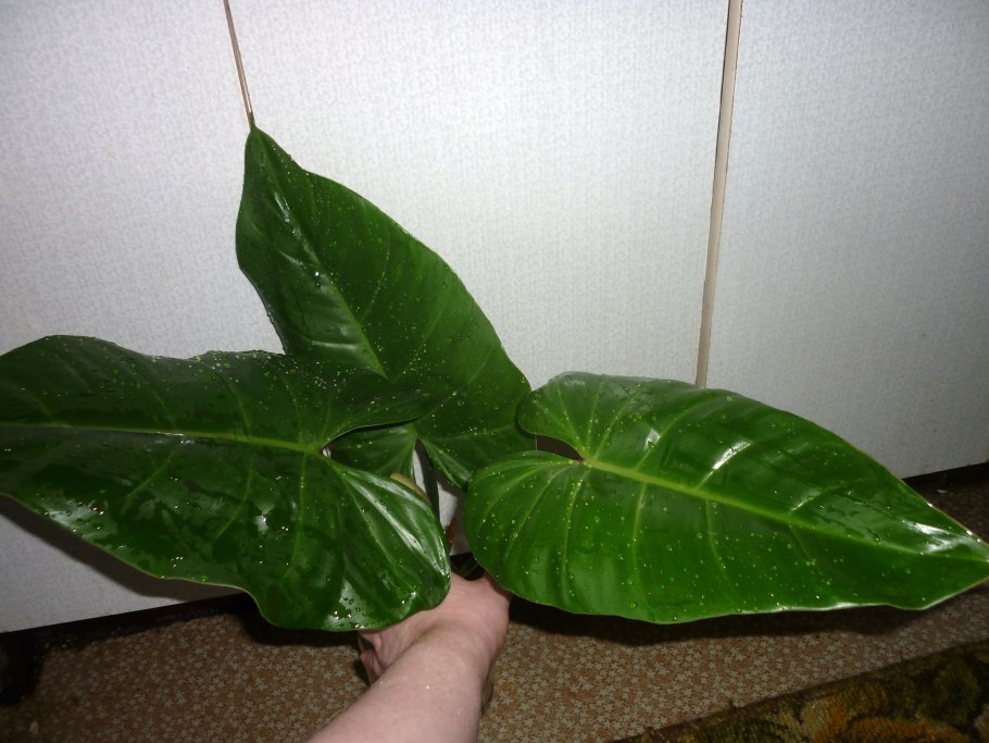 Филодендрон т 34