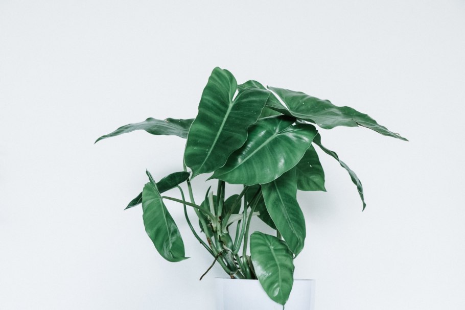 Филодендрон глориосум