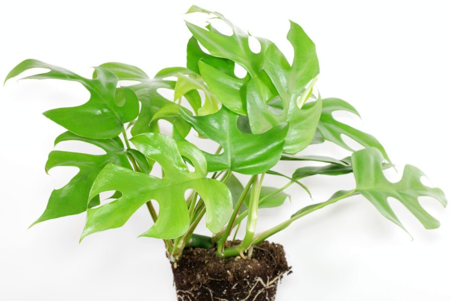 Philodendron melanochrysum x verrucosum ' Splendid '