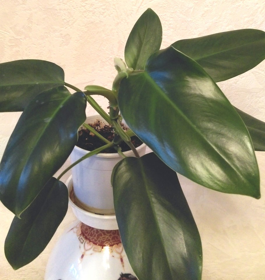 Филодендрон копьевидный