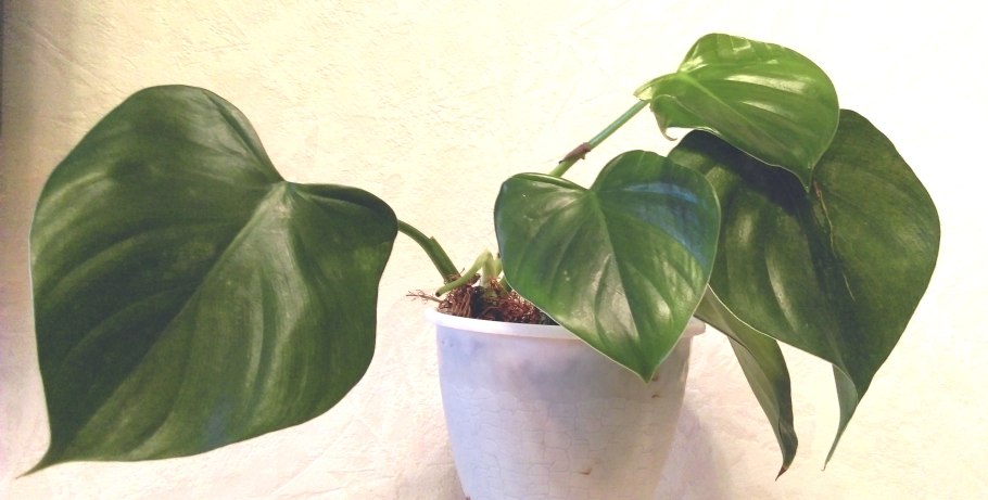 Филодендрон Green Princess