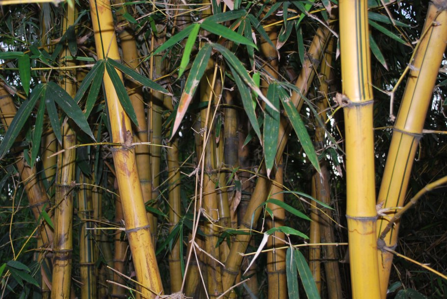 Бамбук Phyllostachys aureosulcata Aureocaulis