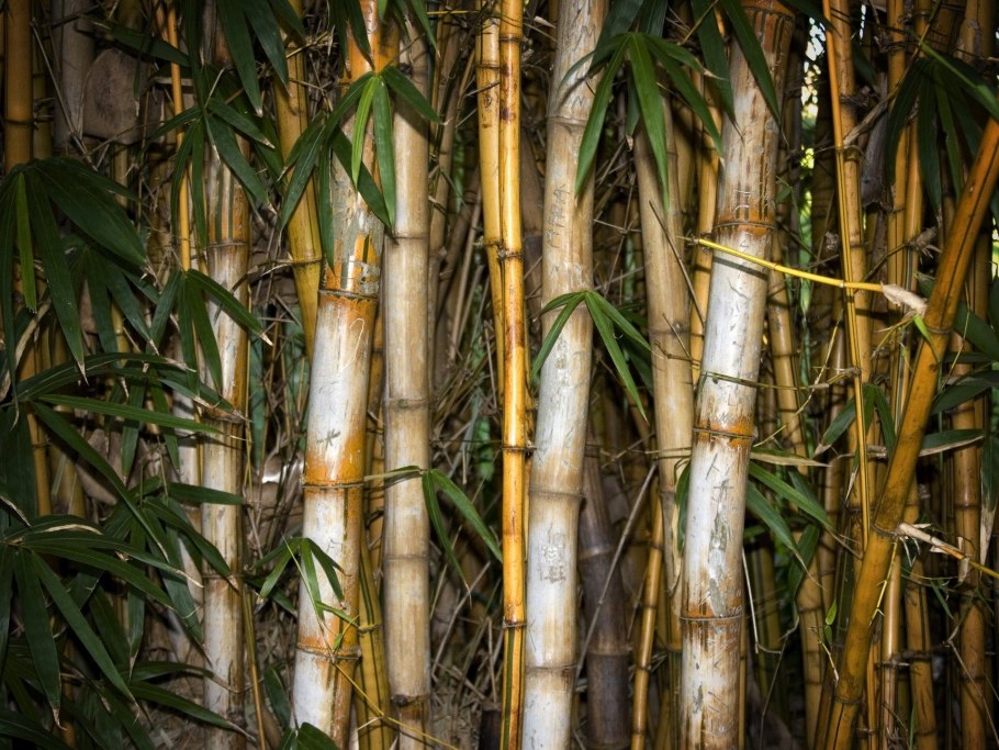 Листоколосник золотистый Phyllostachys Aurea