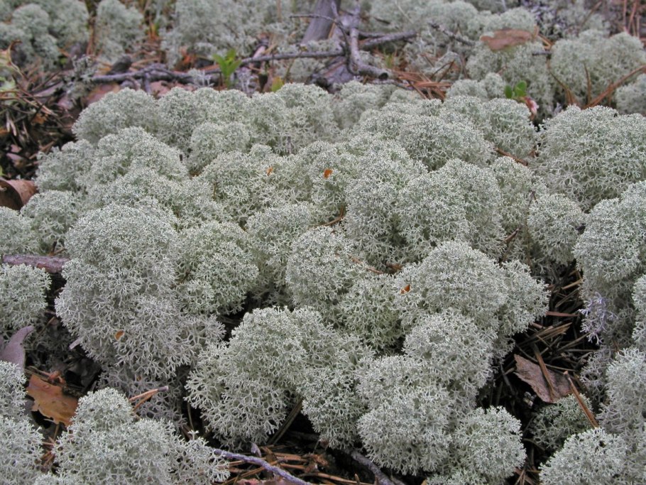 Abies Koreana 'Tundra'